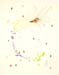 c is for corn