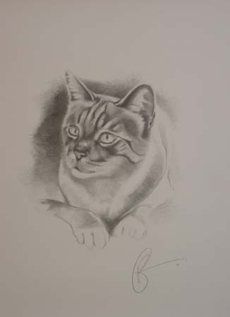 tiger